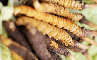 什么季節(jié)挖新鮮冬蟲夏草？把握黃金采挖期