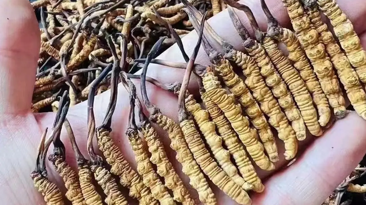 冬蟲夏草價(jià)格探秘：影響因素與市場(chǎng)行情