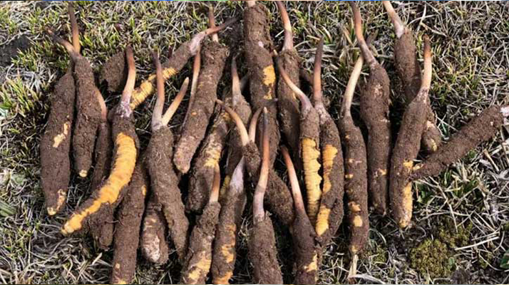 <a href=http://www.gzpim.com/xinxian/ target=_blank class=infotextkey>新<a href=http://www.gzpim.com/xinxian/ target=_blank class=infotextkey>鮮冬蟲夏草</a></a>科學(xué)晾干指南