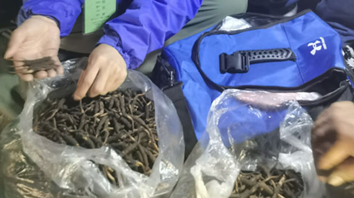 <a href=http://www.gzpim.com/xinxian/ target=_blank class=infotextkey>新<a href=http://www.gzpim.com/xinxian/ target=_blank class=infotextkey>鮮冬蟲(chóng)夏草</a></a>的正確食用指南