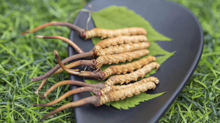 新鮮松茸冬蟲(chóng)夏草怎么吃？滋補(bǔ)雙珍的美味搭配指南