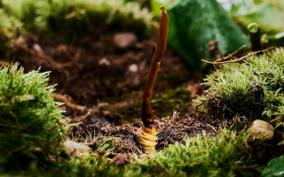 新鮮好的冬蟲夏草怎么吃？解鎖營養(yǎng)滋補新方式?
