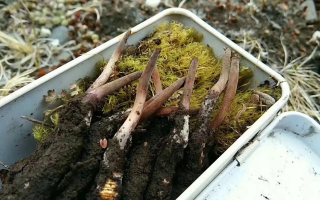 冬蟲夏草怎么辨別養(yǎng)殖的？掌握 5 大鑒別要點(diǎn)