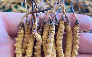 “比挖蟲草更重要的是保護(hù)草地！”——走進(jìn)青藏高原冬蟲夏草采挖季