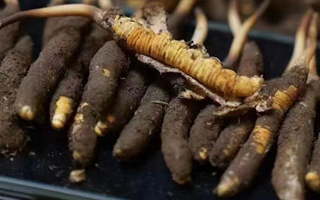 冬蟲夏草適合哪些人群？精準滋補指南