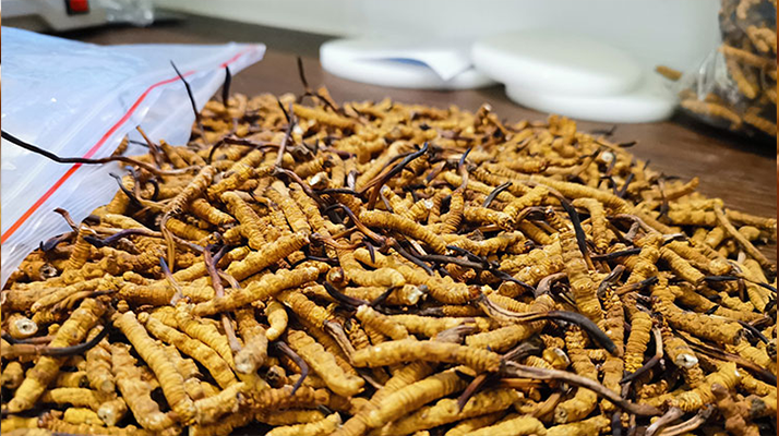 一根<a href=http://www.gzpim.com/jiage/ target=_blank class=infotextkey>冬蟲夏草多少錢</a>？解密單根蟲草的價格玄機