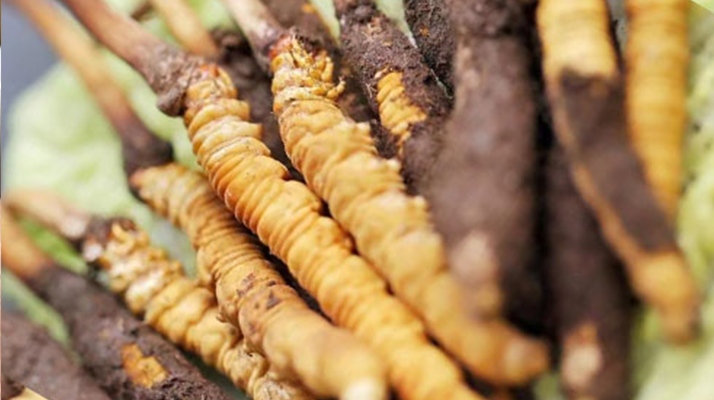 水煮<a href=http://www.gzpim.com/xinxian/ target=_blank class=infotextkey>鮮冬蟲夏草</a>的最佳方法：鎖住營養(yǎng)的科學烹煮指南