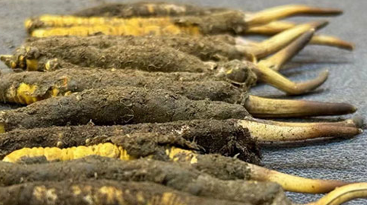 一根鮮<a href=http://www.gzpim.com/jiage/ target=_blank class=infotextkey>冬蟲夏草多少錢</a>？影響價格的核心因素解析