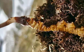 探尋鮮冬蟲夏草收購之路