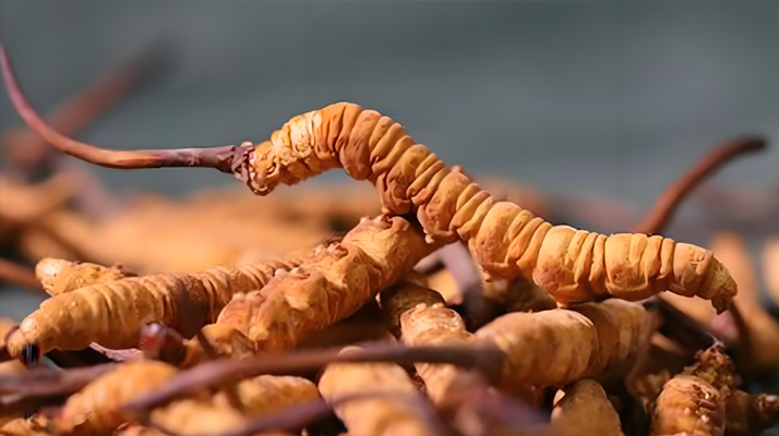 冬蟲(chóng)夏草養(yǎng)殖行情走勢(shì)剖析