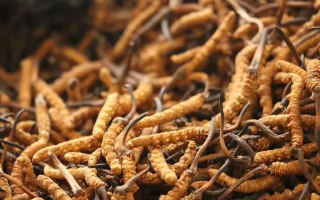 冬蟲夏草的開采時間解析