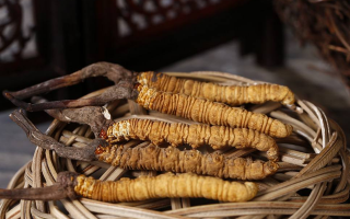 冬蟲夏草價格：波動中的 “軟黃金” 價值剖析