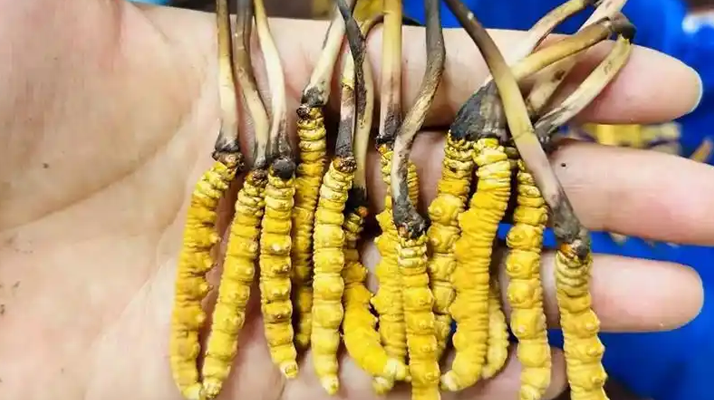 冬蟲夏草吃鮮的還是干的？一場關于自然饋贈的現(xiàn)代抉擇
