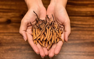 去哪里買真冬蟲夏草？揭秘正品蟲草的可靠購買渠道