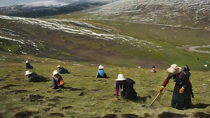 西藏鮮冬蟲夏草<a href=http://www.gzpim.com/ target=_blank class=infotextkey><a href=http://www.gzpim.com/s/nqcc/ target=_blank class=infotextkey>那曲蟲草</a></a>