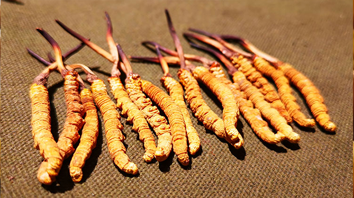 如何區(qū)別冬蟲夏草好壞