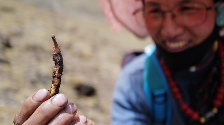 冬蟲(chóng)夏草采取時(shí)間