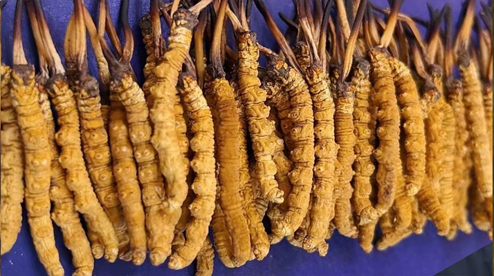 那曲新鮮<a href=http://www.gzpim.com/jianbie/ target=_blank class=infotextkey>冬蟲夏草鑒別</a>