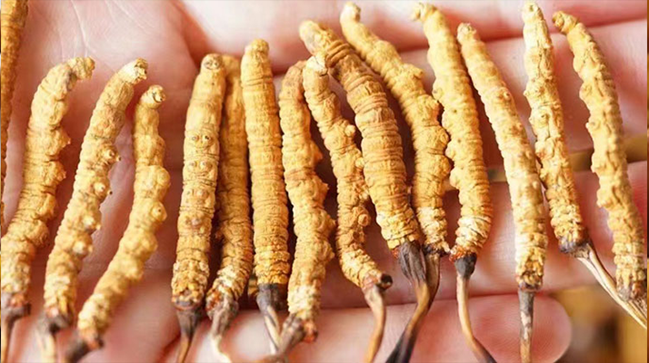 冬蟲夏草買多少錢一斤