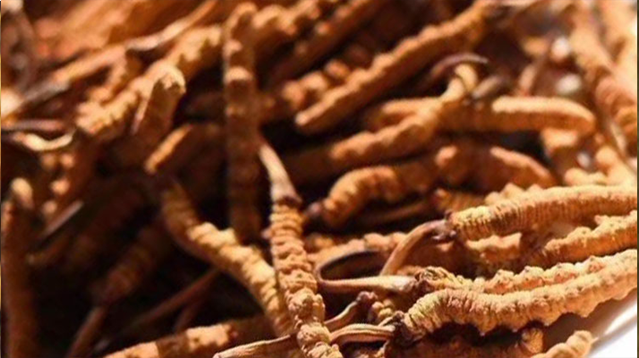 野生<a href=http://www.gzpim.com/jiage/ target=_blank class=infotextkey>冬蟲夏草多少錢</a>一克