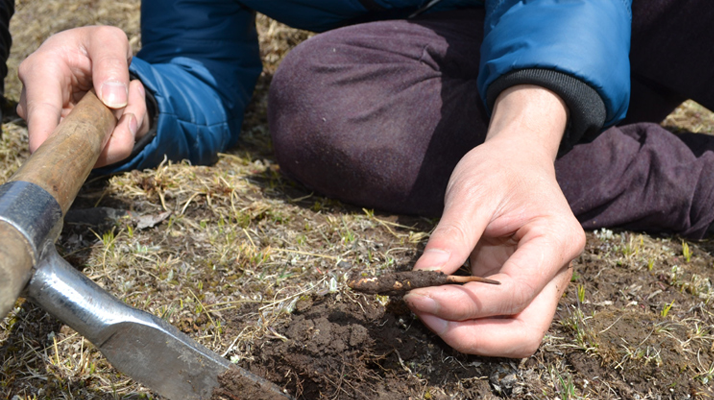 怎樣鑒別<a href=http://www.gzpim.com/tag/6.html target=_blank class=infotextkey>冬蟲(chóng)夏草的產(chǎn)地</a>