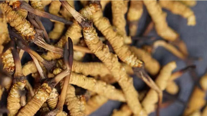 冬蟲夏草一斤多少條