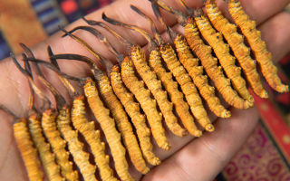 冬蟲(chóng)夏草什么季節(jié)生長(zhǎng)啊