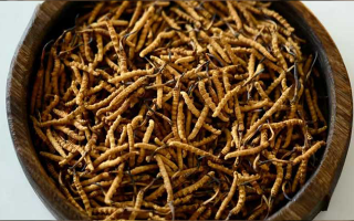 冬蟲(chóng)夏草生長(zhǎng)于哪些地帶