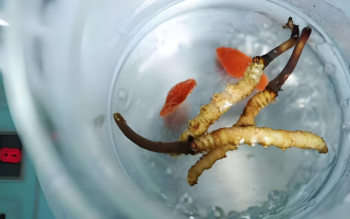 冬蟲夏草一天長多少株正常？揭開“靈芝之王”的成長秘密