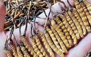 冬蟲(chóng)夏草一般多少條一克