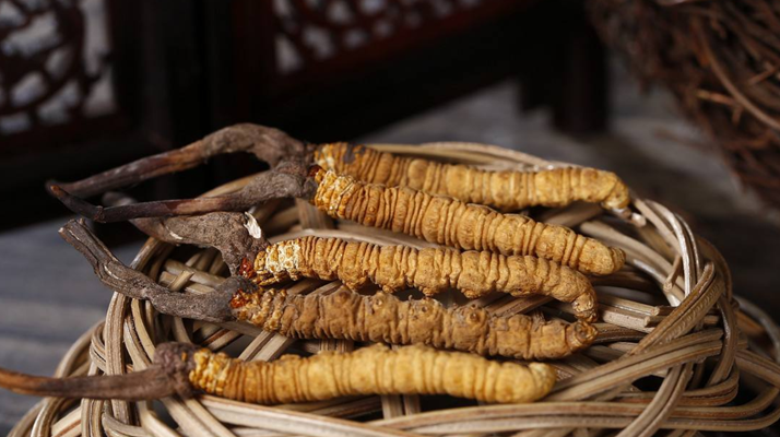 新鮮<a href=http://www.gzpim.com/jiage/ target=_blank class=infotextkey>冬蟲夏草的價(jià)格</a>一根