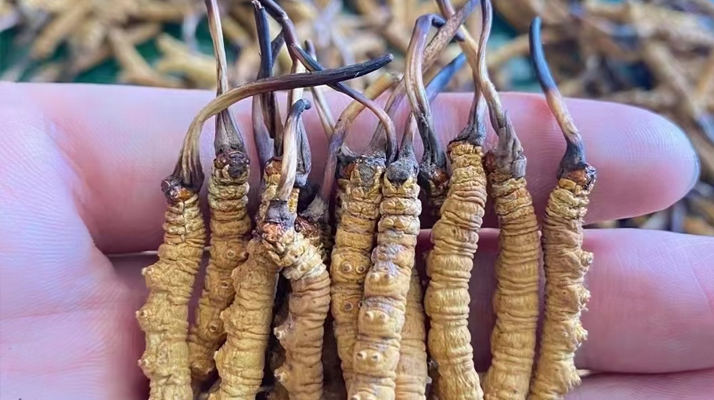 一盒冬蟲夏草多少錢？從規(guī)格到定位的價(jià)格解析