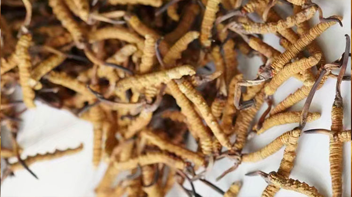 野生<a href=http://www.gzpim.com/jiage/ target=_blank class=infotextkey>冬蟲(chóng)夏草價(jià)格</a>揭秘：多因素交織下的市場(chǎng)行情