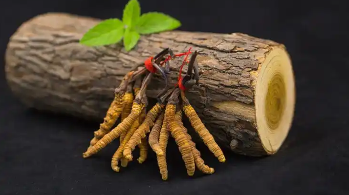 冬蟲(chóng)夏草一開(kāi)始長(zhǎng)什么樣？從幼蟲(chóng)到蟲(chóng)草雛形的生長(zhǎng)歷程