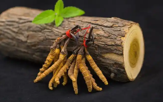 冬蟲(chóng)夏草一開(kāi)始長(zhǎng)什么樣？從幼蟲(chóng)到蟲(chóng)草雛形的生長(zhǎng)歷程