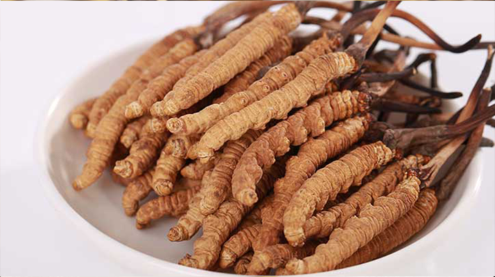 新鮮冬蟲(chóng)夏草能煮水喝嗎？答案與正確方法都在這
