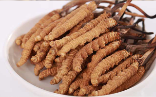 新鮮冬蟲(chóng)夏草能煮水喝嗎？答案與正確方法都在這