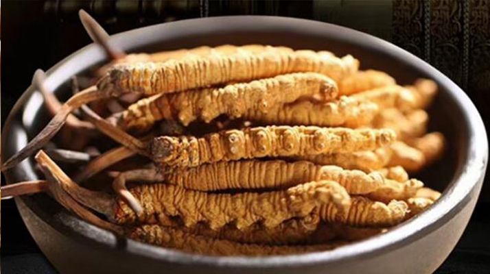 最新鮮的冬蟲夏草：產(chǎn)地、采挖與保存之辨