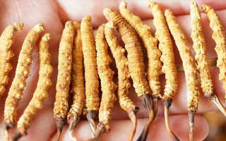 長時(shí)間喝冬蟲夏草好嗎？科學(xué)視角下的利弊與飲用指南