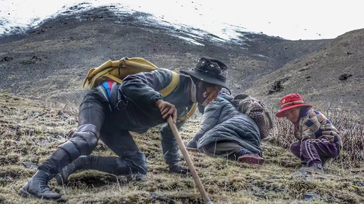 野生冬蟲(chóng)夏草產(chǎn)地在哪里？核心產(chǎn)區(qū)與品質(zhì)特點(diǎn)解析