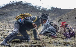 野生冬蟲(chóng)夏草產(chǎn)地在哪里？核心產(chǎn)區(qū)與品質(zhì)特點(diǎn)解析