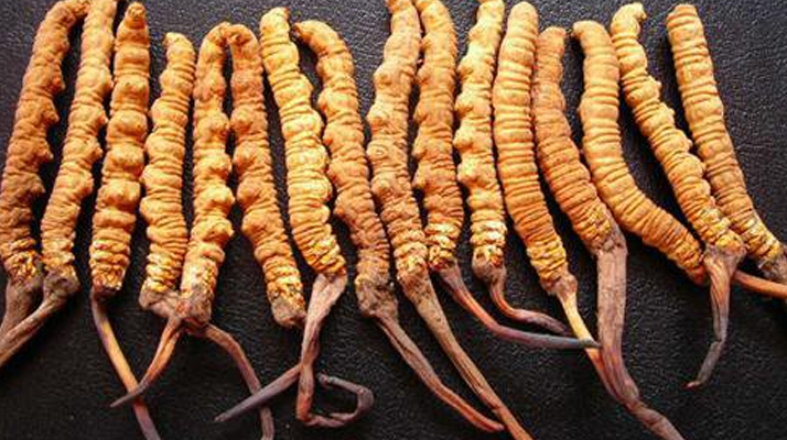 新鮮<a href=http://www.gzpim.com/gongxiao/ target=_blank class=infotextkey><a href=http://www.gzpim.com/gongxiao/ target=_blank class=infotextkey><a href=http://www.gzpim.com/yangsheng/ target=_blank class=infotextkey>冬蟲夏草的功效</a></a></a>與作用：活性保留更完整，解鎖天然滋補(bǔ)新價值