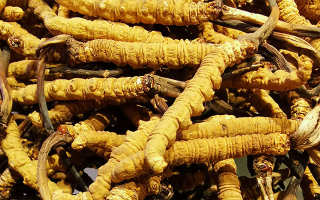 新鮮冬蟲夏草一克多少錢？價(jià)格影響因素全解析