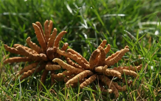 冬蟲夏草值那么多錢嗎？拆解價(jià)值與價(jià)格的真相