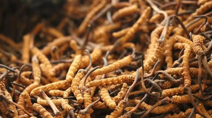 鮮冬蟲夏草有保質(zhì)期嗎？儲(chǔ)存方式與時(shí)效全解析