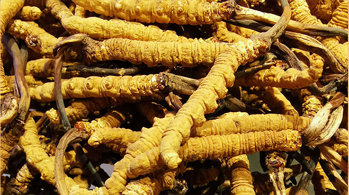 鮮<a href=http://www.gzpim.com/jiage/ target=_blank class=infotextkey>冬蟲夏草多少錢</a>一斤 