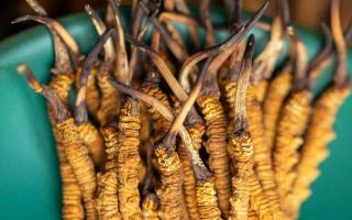 冬蟲夏草有什么作用？這些食用方法要知道