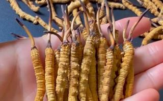 真假冬蟲夏草怎么辨別？5 個(gè)實(shí)用方法 + 避坑指南
