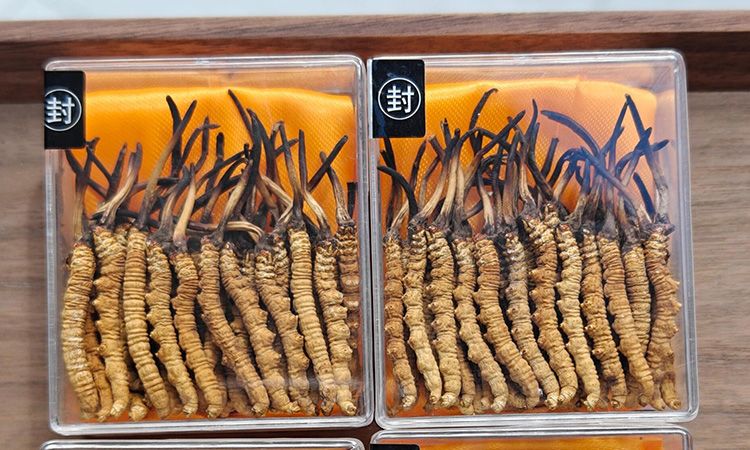 冬蟲(chóng)夏草現(xiàn)在多少錢(qián)一克 