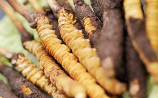 鮮冬蟲夏草哪里產地好些？三大黃金產區(qū)品質解析